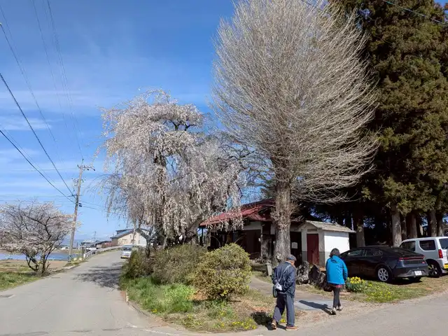 枝垂れ桜と境内